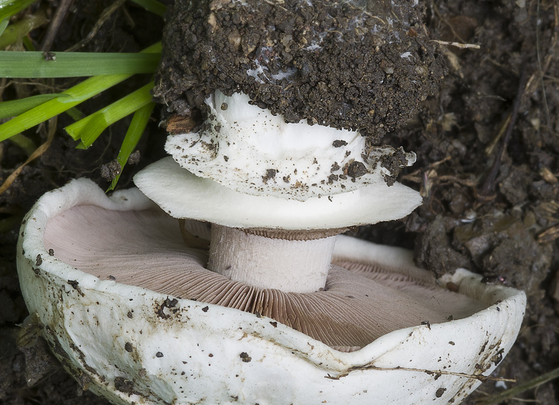 Agaricus bitorquis